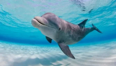 Google, yunusların iletişimini çözmek için yapay zeka geliştirdi: DolphinGemma ile devrim niteliğinde bir adım